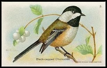 3 Black-capped Chickadee